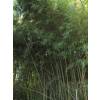 Bambú Phyllostachys Humilis