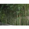 Bamb Phyllostachys Humilis