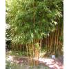 Bambu Phyllostachys aureo. Aureo