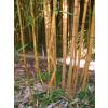 Bambu Phyllostachys aureo. Aureo