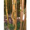 Bambu Phyllostachys aureo. Aureo