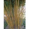 Bambu Phyllostachys aureo. Aureo