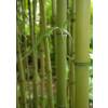 Bamb Phyllostachys Atrovaginata