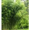 Bambú Phyllostachys Atrovaginata