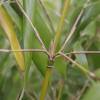 Bambú Fargesia robusta 'Formidable Wenchuan'