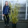 Bamb� Fargesia robusta 'Wolong'