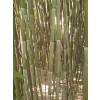 Bambú Phyllostachys Bissetii