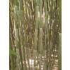 Bamb Phyllostachys Bissetii