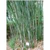 Bamb Phyllostachys Bissetii