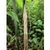 Bamb Phyllostachys Bissetii