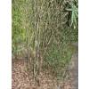 Bambú Pleioblastus chino