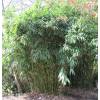 Bambú Hibano. tranquillans