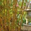 Bambú Bambusa multiplex Alphonse Karr