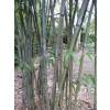 Bambú Bashania fargesii