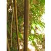 Bambú Chimono. quadra.