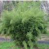 Bambú Fargesia robusta 'Pingwu'