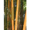Bambú Phyllostachys b. Castillonis