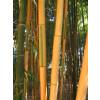 Bamb Phyllostachys b. Castillonis