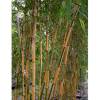 Bamb Phyllostachys b. Castillonis