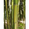Bambú Phyllostachys b. C. inversa
