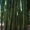 Bamb Phyllostachys b. C. inversa