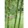 Bamb Phyllostachys b. C. inversa