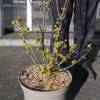 Cornejo officinalis