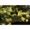 Rosal de Banks  'Lutea'