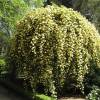 Rosal de Banks  'Lutea'