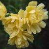 Rosal de Banks  'Lutea'