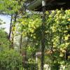 Rosal de Banks  'Lutea'