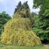 Rosal de Banks  'Lutea'