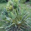 Yucca filamentosa 'Bright Edge'