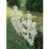 Yucca filamentosa 'Bright Edge'