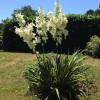 Yucca filamentosa 'Bright Edge'