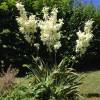 Yucca filamentosa 'Bright Edge'