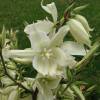 Yucca filamentosa 'Bright Edge'