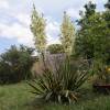 Yucca filamentosa 'Bright Edge'