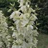 Yucca filamentosa 'Bright Edge'