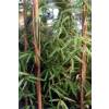 Bambú Fargesia angustissima