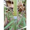 Bambú Fargesia angustissima
