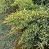 Juniperus horizontal 'Pfitzeriana Aurea'