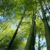 Bambú Moso