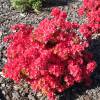 Azalea japonesa 'Hino Crimson'