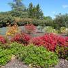 Azalea japonesa 'Hino Crimson'