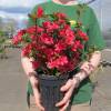 Azalea japonesa 'Hino Crimson'