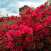 Azalea japonesa 'Hino Crimson'