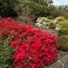 Azalea japonesa 'Hino Crimson'