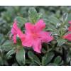 Azalea japonesa 'Salmon's Leap'