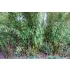 Bamb� Bambusa textilis 'Gracilis'